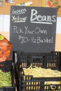 Pick Your Own Green Beans