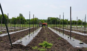 A New Season for Groundswell Community Farm CSA