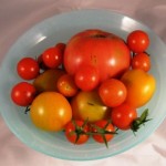 tomatoes-300x245