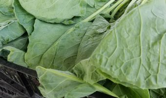 Brussel Sprout Greens – Expanding Your Menu